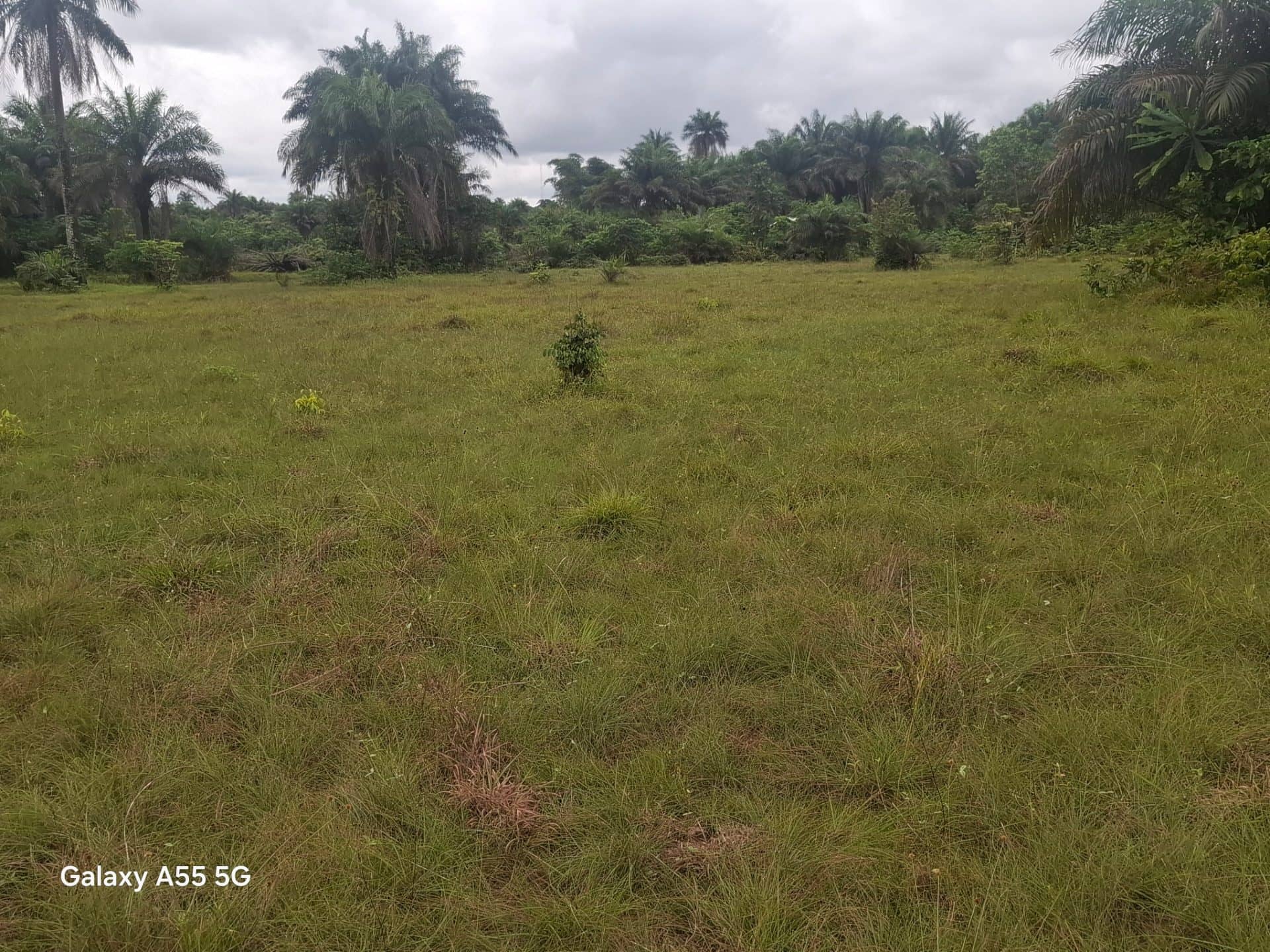 Over a 1000 acres of land for sale within Charles ville